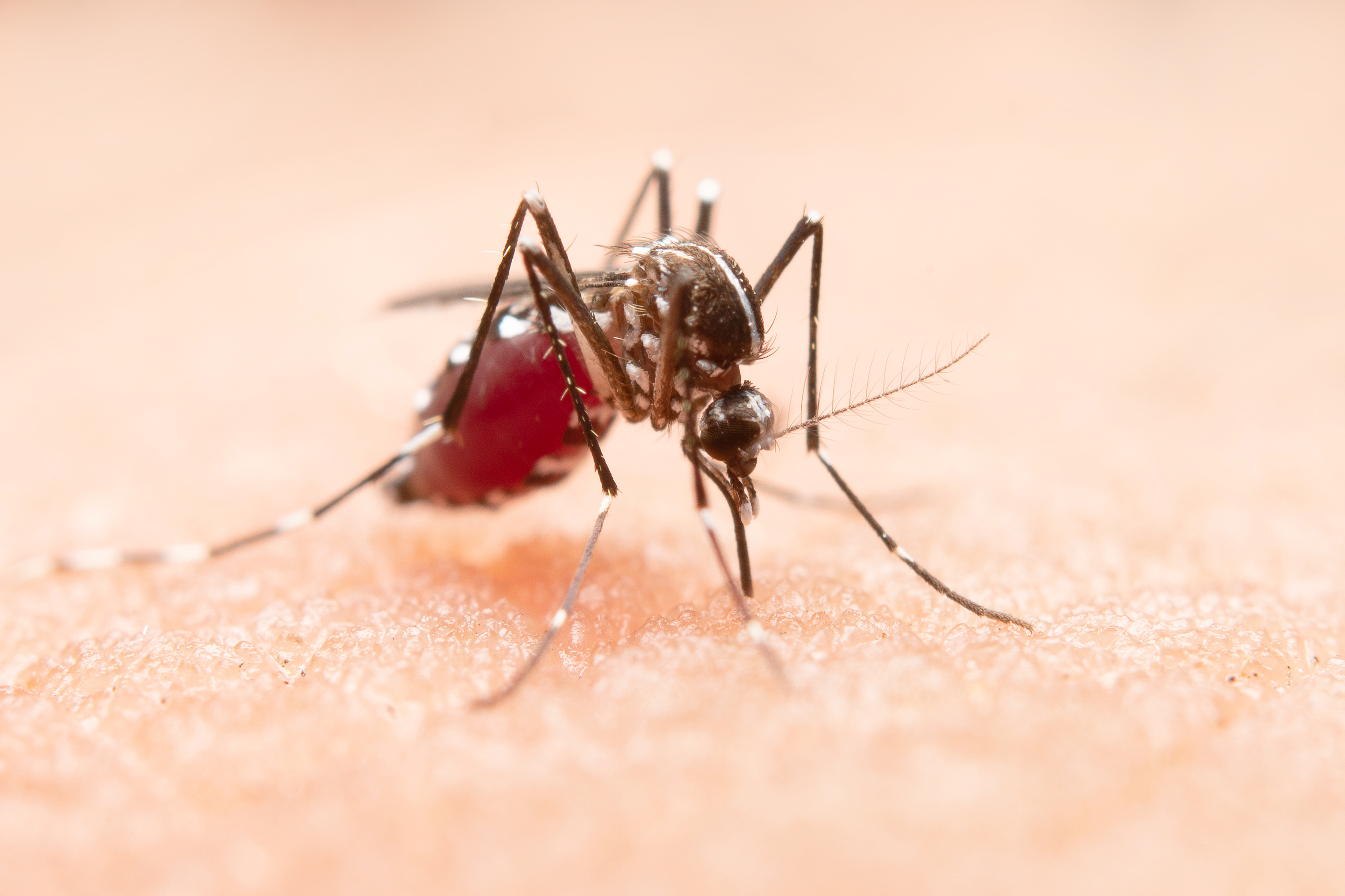 Mosquito Control